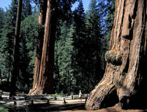 Sequoia & Kings Canyon National Park, Kalifornien © Christian Heeb